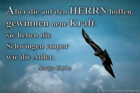 Aber die auf den Herrn hoffen, gewinnen neue Kraft: Sie heben die Schwingen empor wie die Adler.