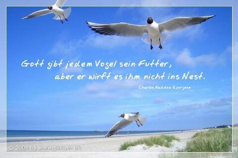 Gott gibt jedem Vogel sein Futter, aber er wirft es ihm nicht ins Nest. C.H. Spurgeon
