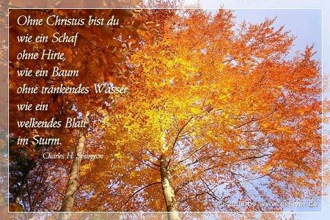 Ohne Christus bist du wie ein Schaf ohne Hirte, wie ein Baum ohne tränkendes Wasser, wie ein Blatt welkendes Blatt im Sturm.