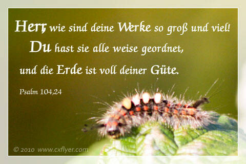 Herr, wie sind deine Werke so groß und viel! Du hast sie alle weise geordnet, und die Erde ist voll deiner Güte.