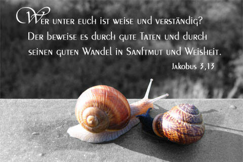 Wer unter euch ist weise und verständig? Der beweise es durch gute Taten und durch seinen guten Wandel in Sanftmut und Weisheit.